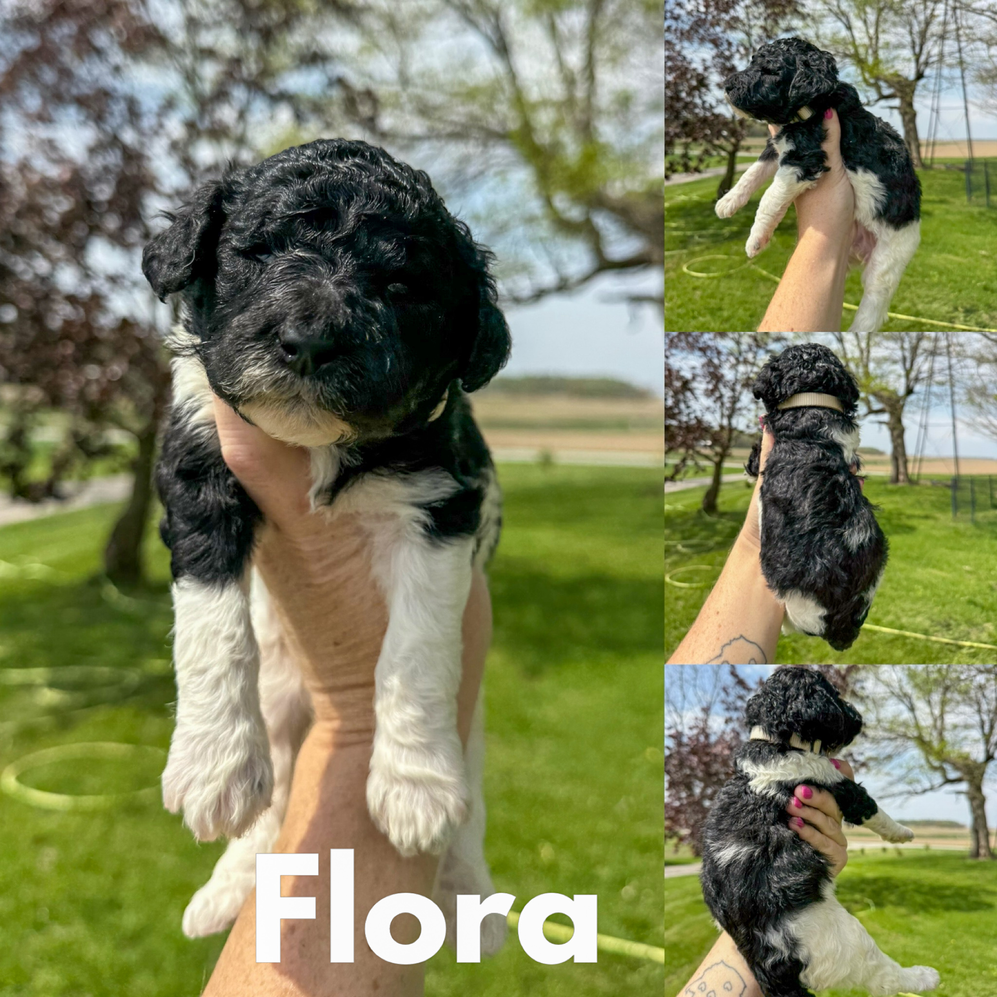 Flora 1